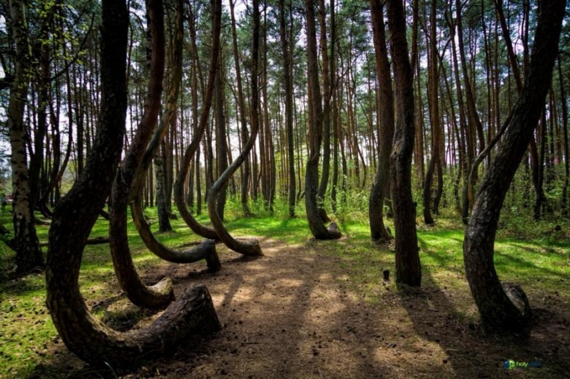 Bosque de otro planeta!