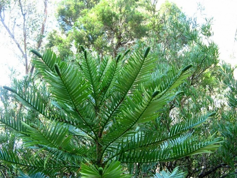 Bosque de otro planeta!