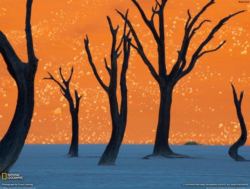Bosque de otro planeta!