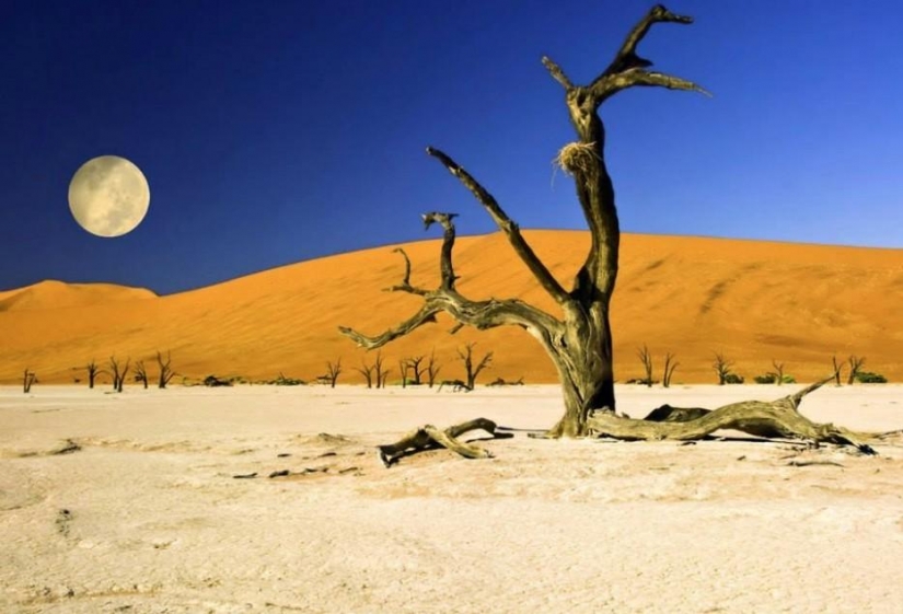 Bosque de otro planeta!