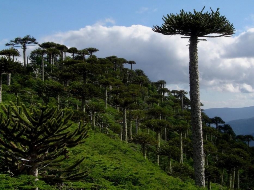 Bosque de otro planeta!