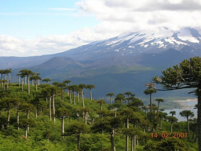Bosque de otro planeta!