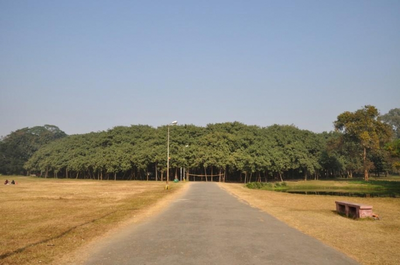 Bosque de otro planeta!