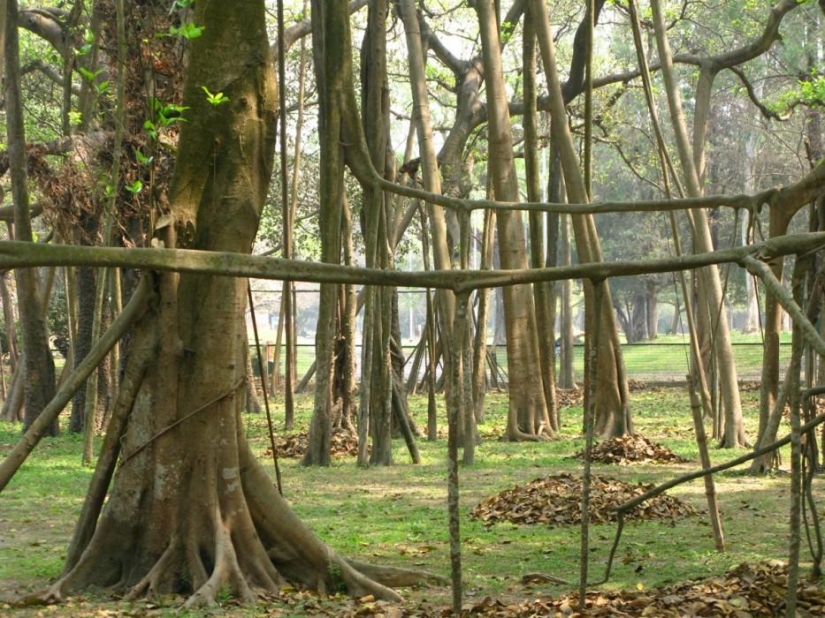 Bosque de otro planeta!