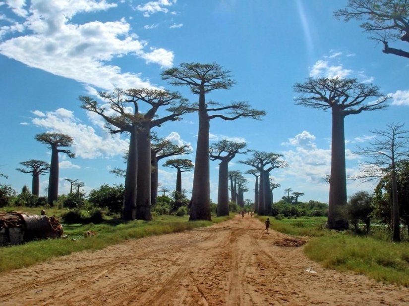 Bosque de otro planeta!