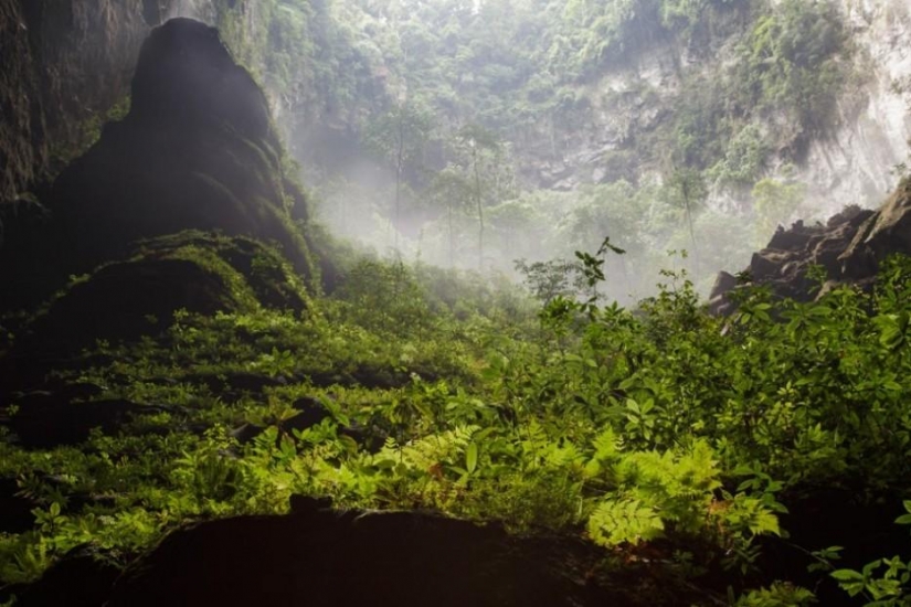 Bosque de otro planeta!