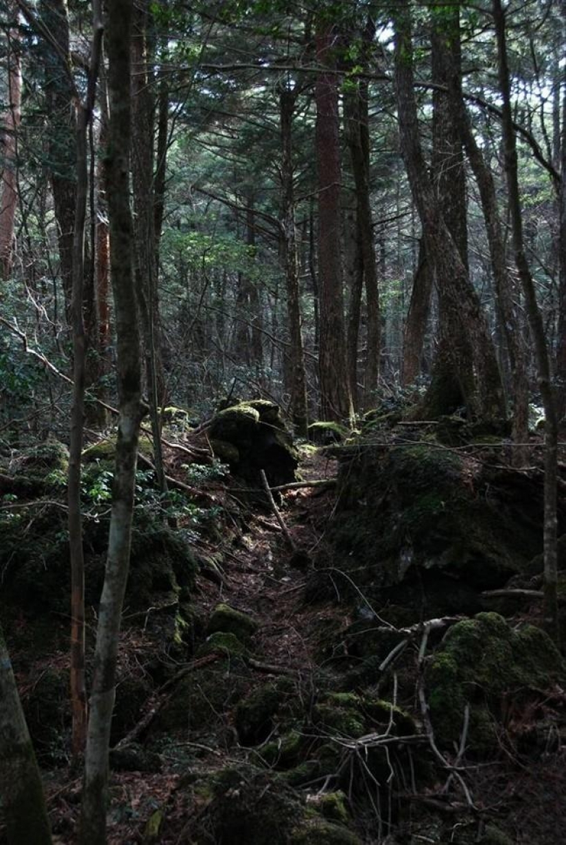 Bosque de otro planeta!