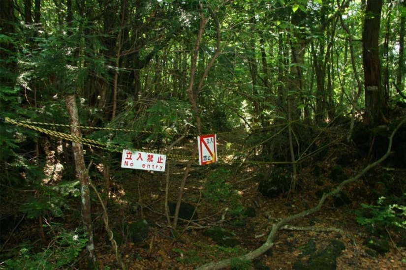 Bosque de otro planeta!