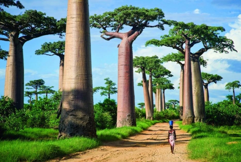 Bosque de otro planeta!