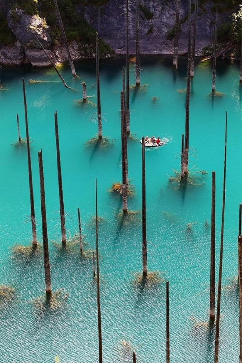 Bosque de otro planeta!