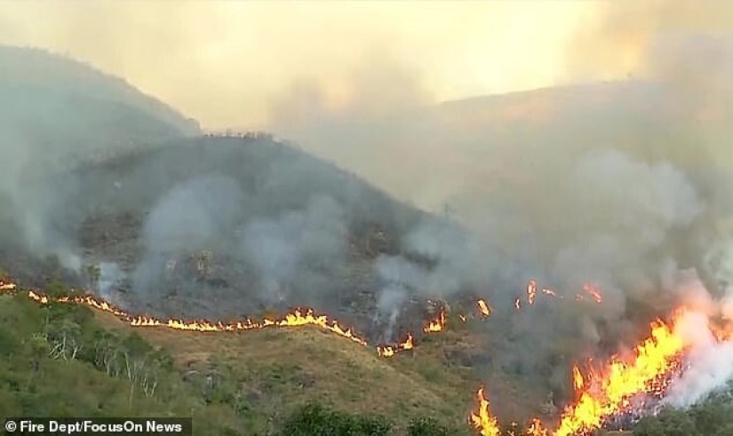 Brazilian pensioner burned 700 hectares of protected forest and killed hundreds of animals because of an insurance scam