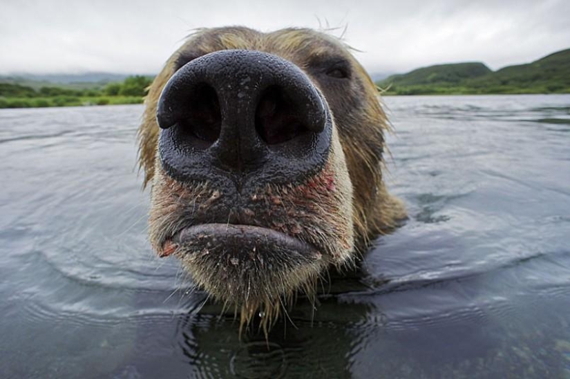 Brown Bear salmon hunting in the Russian Far East