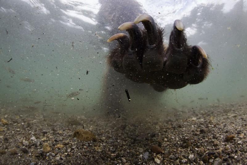 Brown Bear salmon hunting in the Russian Far East