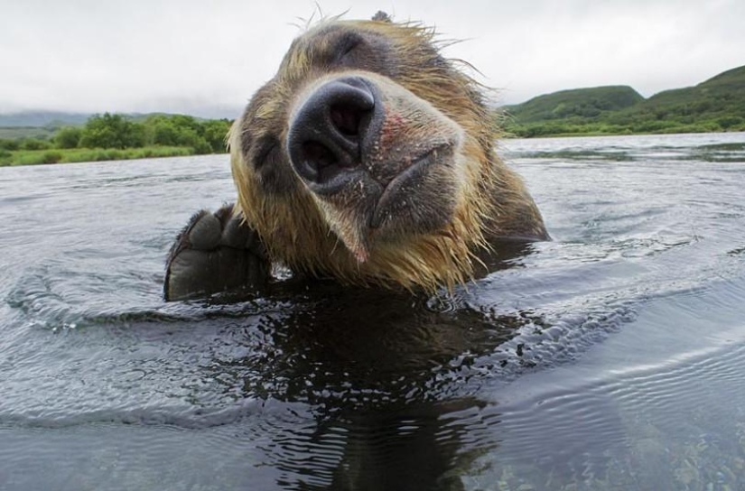 Brown Bear salmon hunting in the Russian Far East
