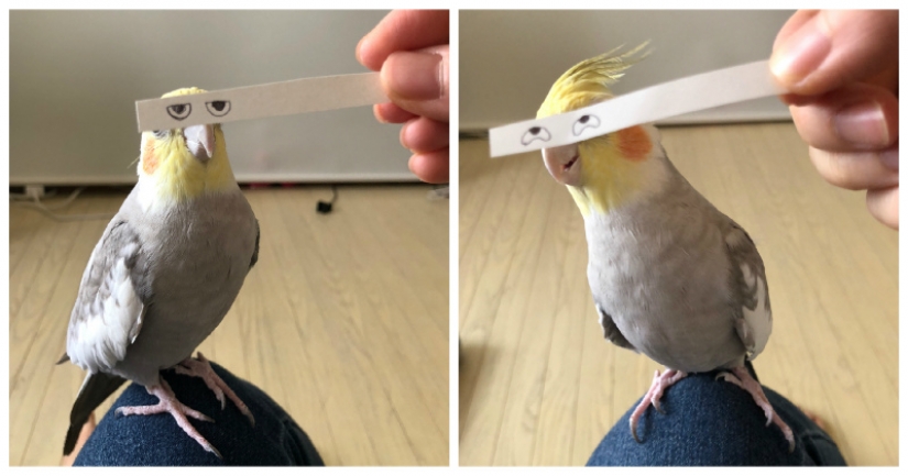 Build eyes! Paper strip uplifting the parrot and its owners