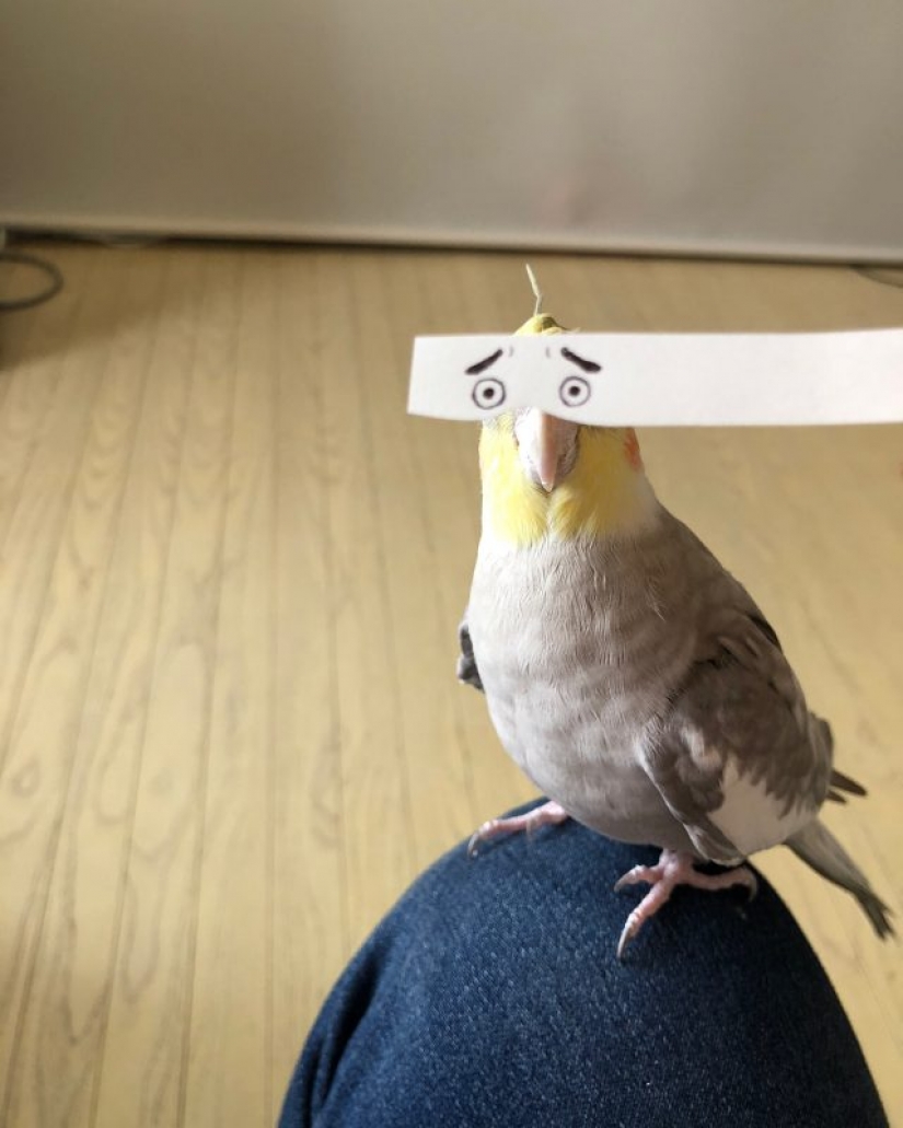 Build eyes! Paper strip uplifting the parrot and its owners
