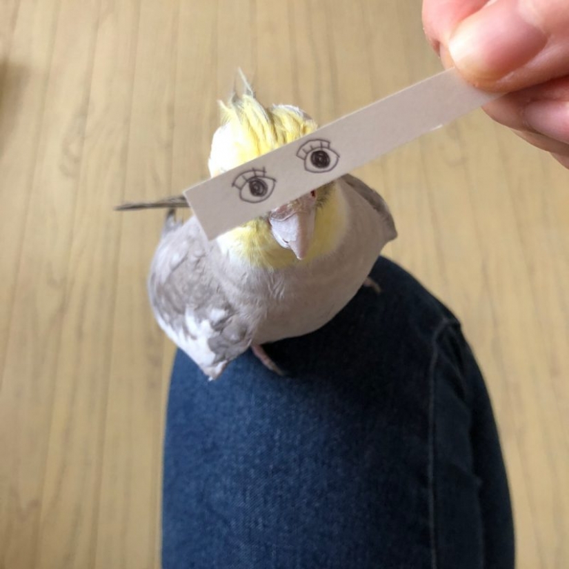 Build eyes! Paper strip uplifting the parrot and its owners