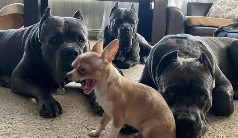 Camarones, ternera y huevos de codorniz: los rusos estaban indignados por la dieta de los perros de un criador