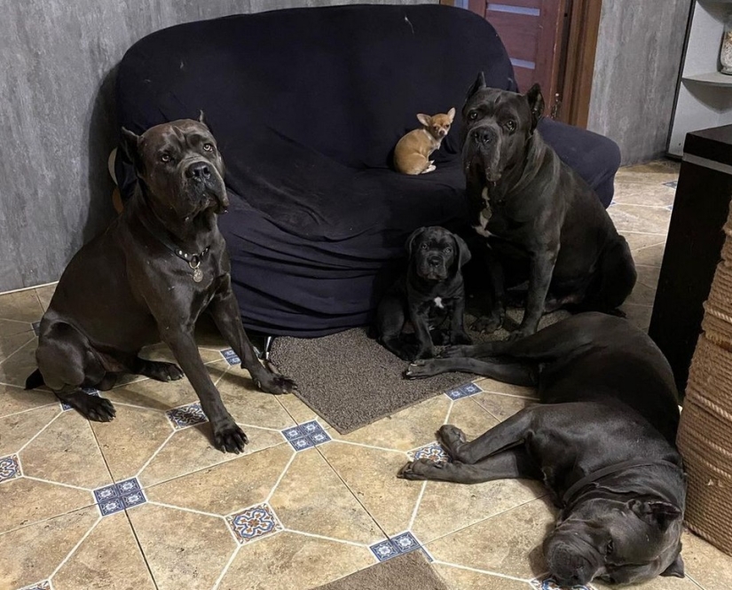 Camarones, ternera y huevos de codorniz: los rusos estaban indignados por la dieta de los perros de un criador