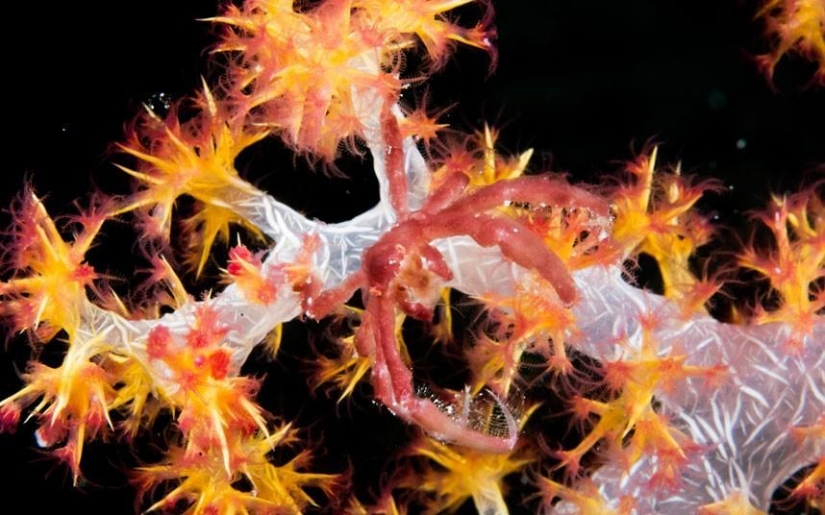 Camuflaje animal: 15 ejemplos de mimetismo ambiental