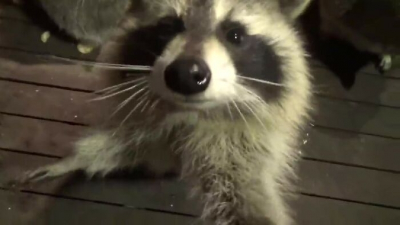 Canadian pensioner became a "Raccoon Charmer", fulfilling the will of his late wife