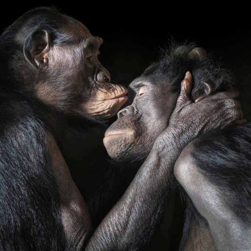 Casi como personas. Animales en imágenes por Tim Flach
