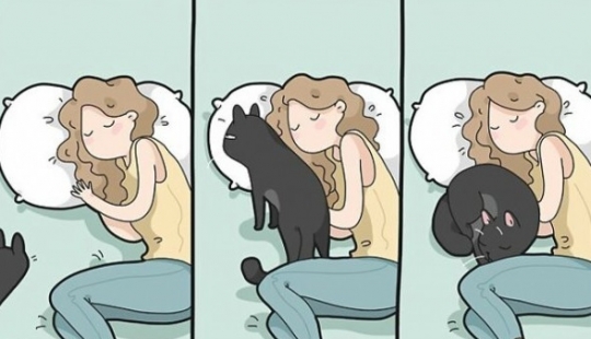 Cat comics Lingvistov, or How Lily of the Valley Akhmetzyanova became an illustrator