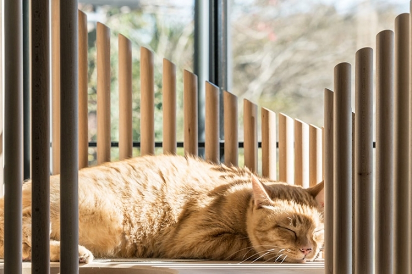 Cat house made of marble and wood for half a million rubles Cat house made of marble and wood for half a million rubles