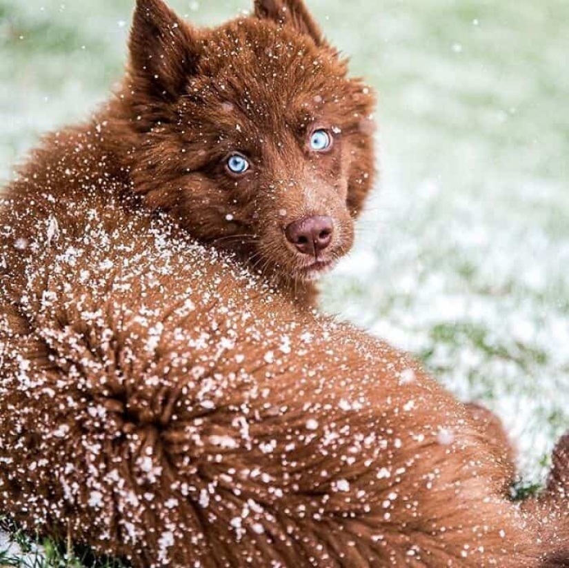 Chocolate husky de calabaza, la gana los corazones de Instagram