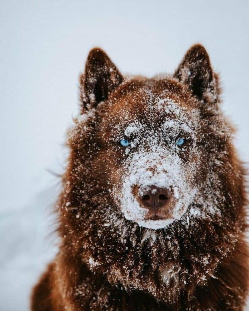 Chocolate husky de calabaza, la gana los corazones de Instagram