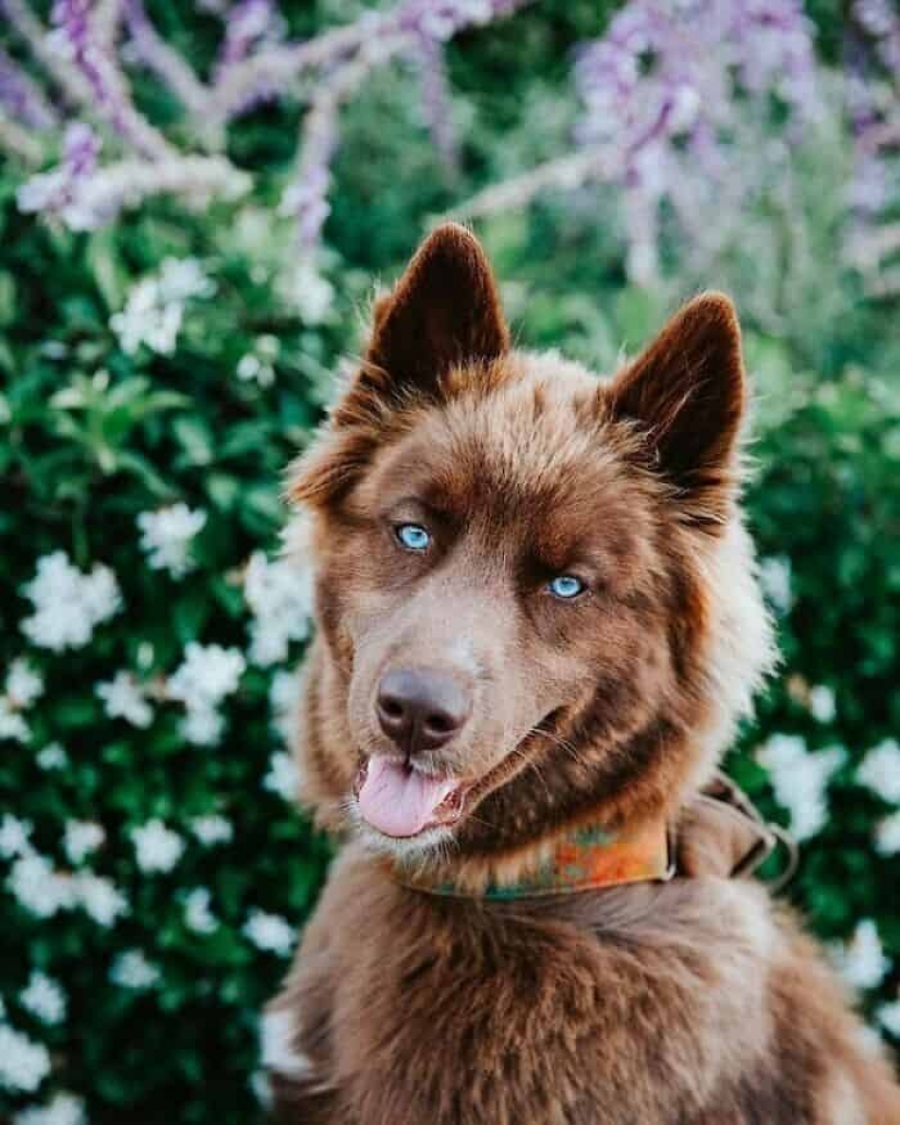 Chocolate husky de calabaza, la gana los corazones de Instagram