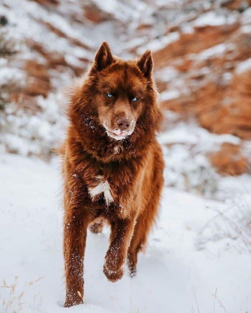 Chocolate husky de calabaza, la gana los corazones de Instagram