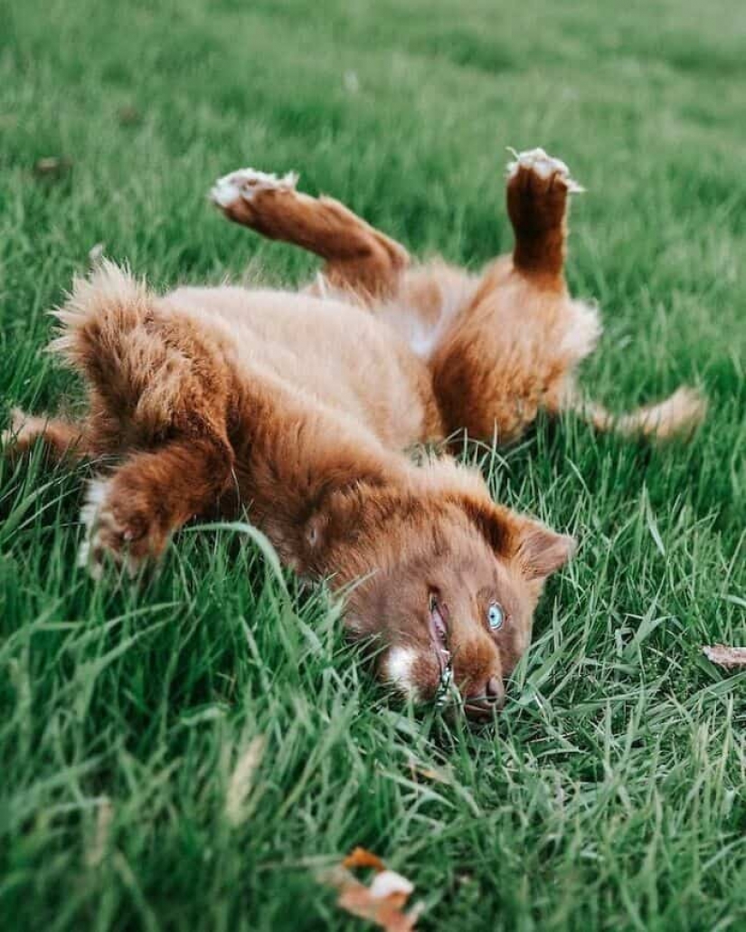 Chocolate husky de calabaza, la gana los corazones de Instagram