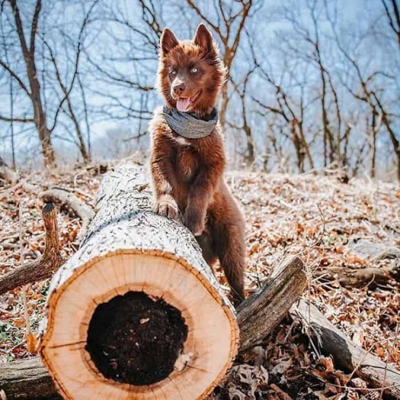 Chocolate husky de calabaza, la gana los corazones de Instagram