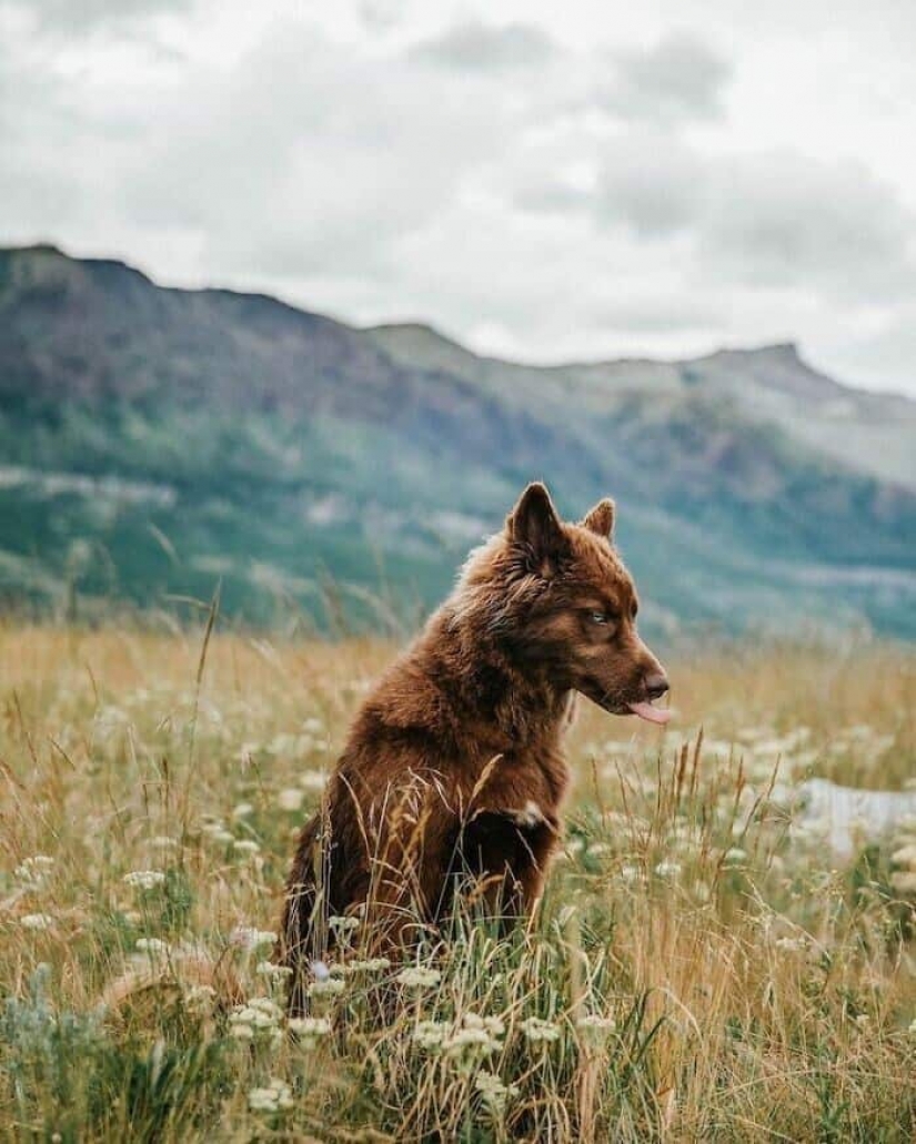 Chocolate husky de calabaza, la gana los corazones de Instagram