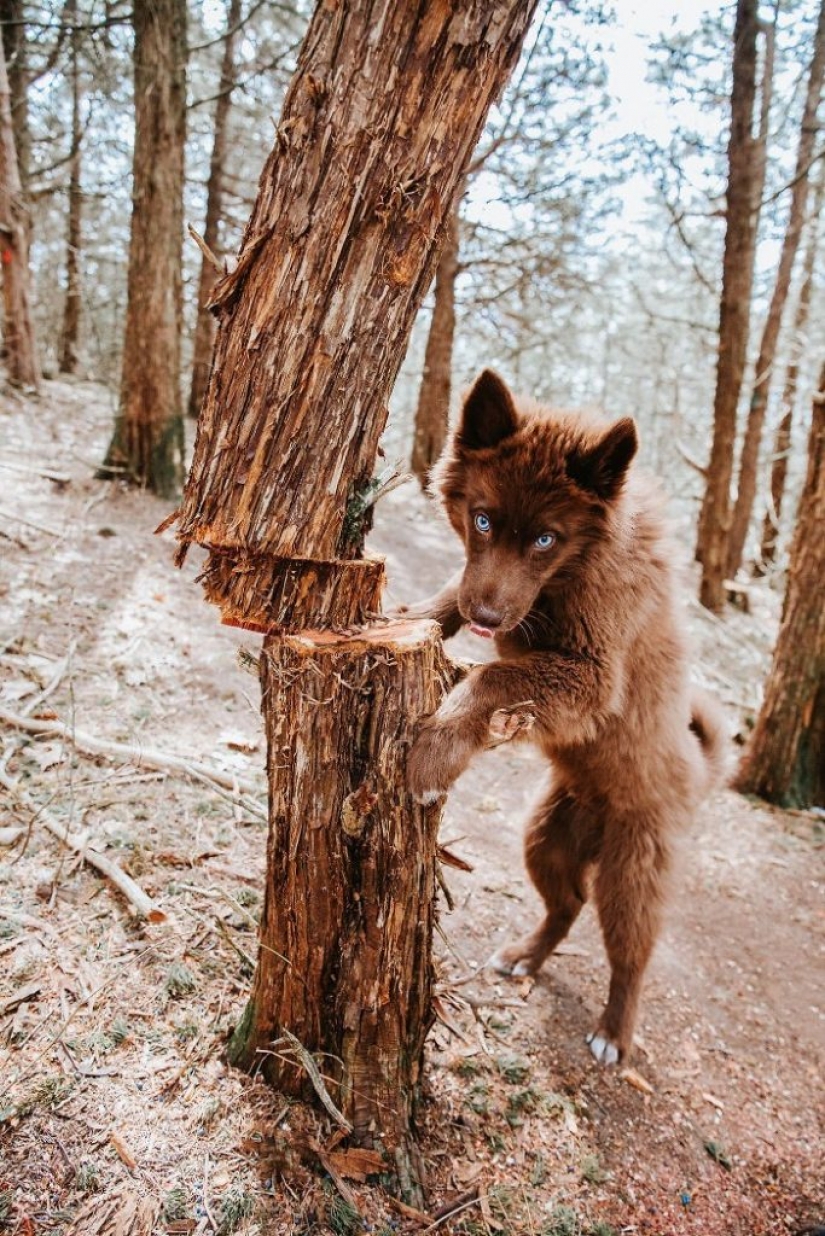 Chocolate husky de calabaza, la gana los corazones de Instagram