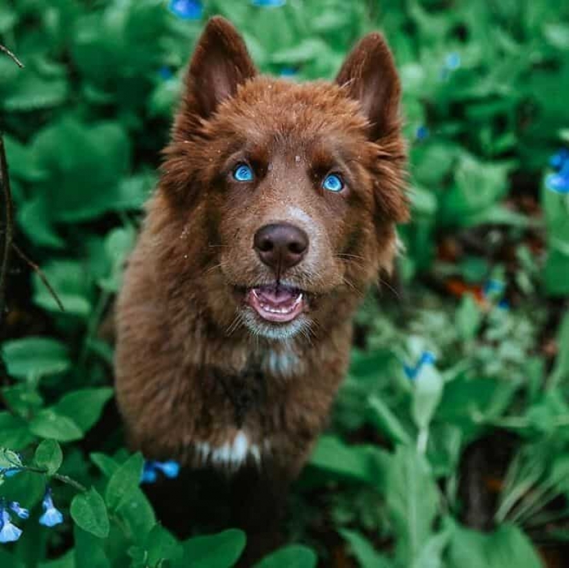 Chocolate husky pumpkin you up, wins the hearts of Instagram Chocolate husky pumpkin you up, wins the hearts of Instagram