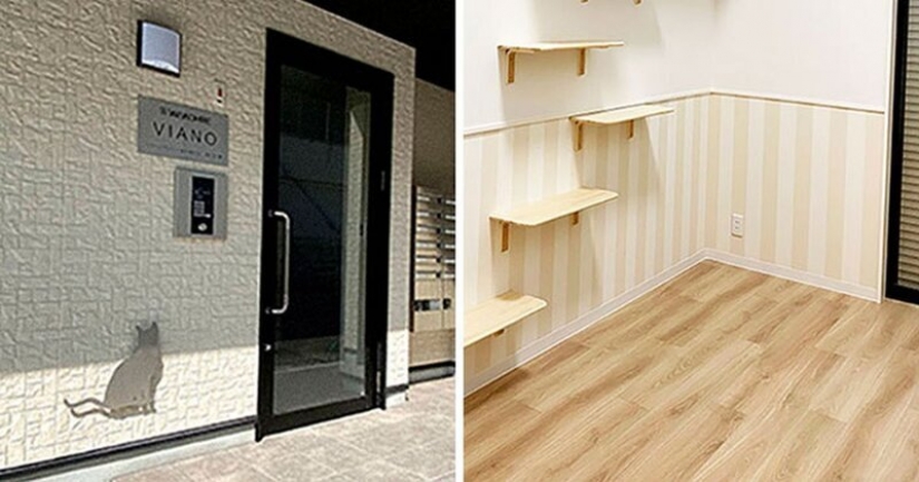 Cómo construir una casa para un solo gato, amantes de Japón