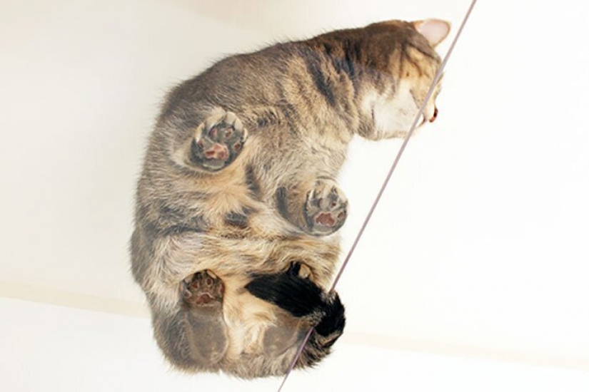 Cómo construir una casa para un solo gato, amantes de Japón