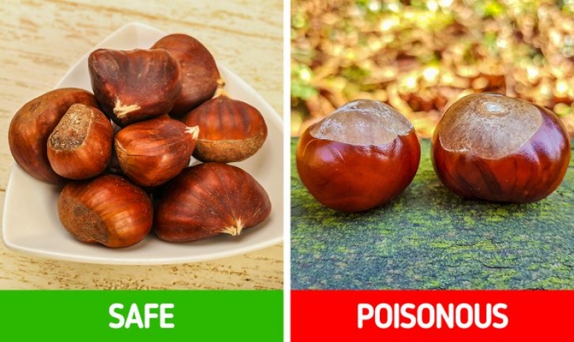 Cómo distinguir 6 pares de plantas que son fáciles de confundir entre sí
