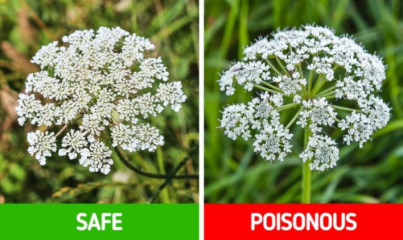 Cómo distinguir 6 pares de plantas que son fáciles de confundir entre sí