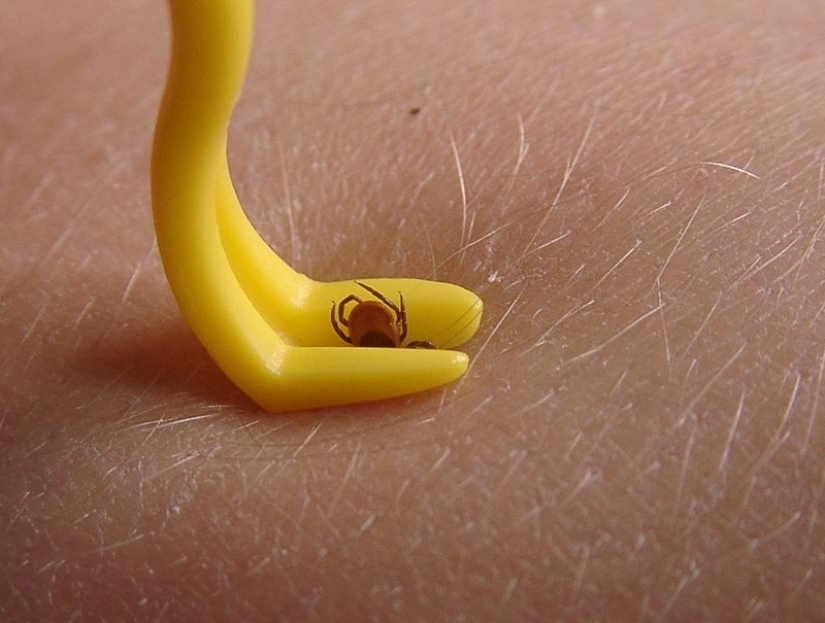 Cómo escapar de las garrapatas? Avisado significa armado