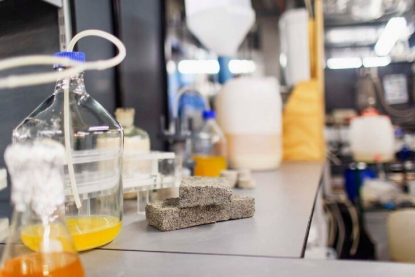 Cómo los estudiantes sudafricanos hacen ladrillos con la orina Cómo los estudiantes sudafricanos hacen ladrillos con la orina