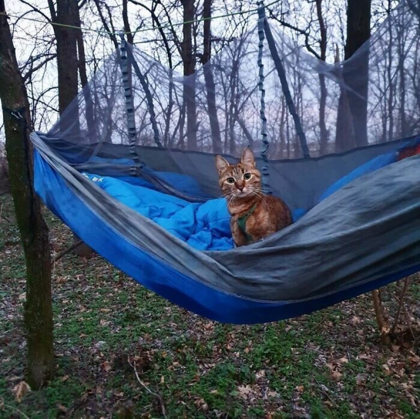 Cómo un gato y su hombre circunnavegan el mundo en una bicicleta Cómo un gato y su hombre circunnavegan el mundo en una bicicleta