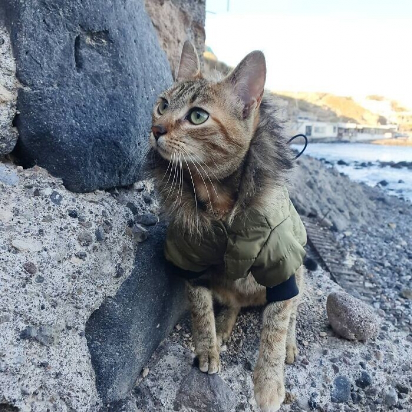 Cómo un gato y su hombre circunnavegan el mundo en una bicicleta Cómo un gato y su hombre circunnavegan el mundo en una bicicleta