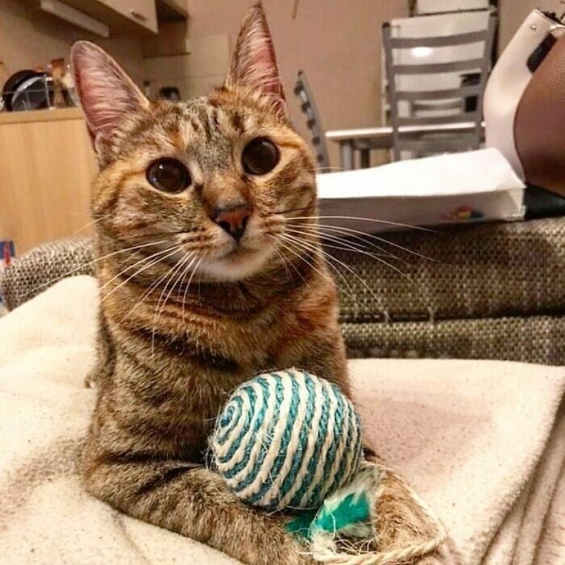 Cómo un gato y su hombre circunnavegan el mundo en una bicicleta Cómo un gato y su hombre circunnavegan el mundo en una bicicleta