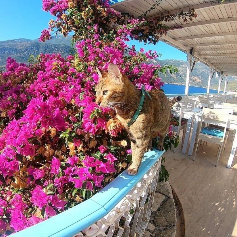 Cómo un gato y su hombre circunnavegan el mundo en una bicicleta Cómo un gato y su hombre circunnavegan el mundo en una bicicleta