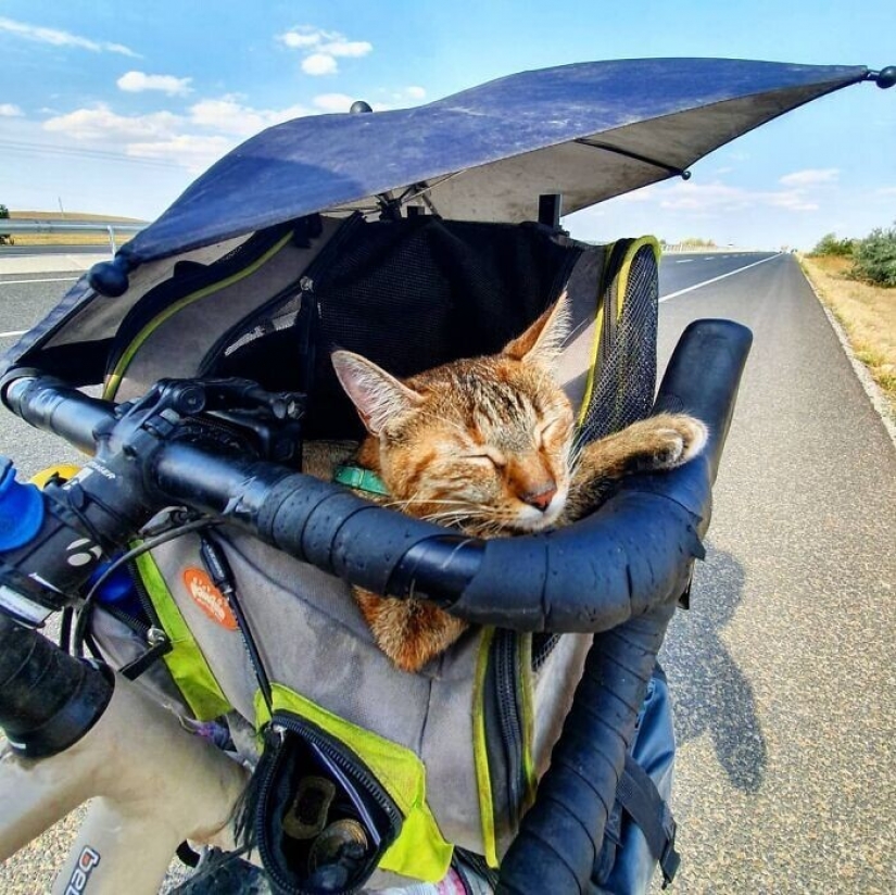 Cómo un gato y su hombre circunnavegan el mundo en una bicicleta Cómo un gato y su hombre circunnavegan el mundo en una bicicleta
