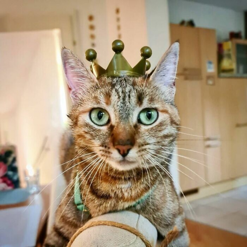 Cómo un gato y su hombre circunnavegan el mundo en una bicicleta Cómo un gato y su hombre circunnavegan el mundo en una bicicleta