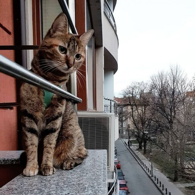 Cómo un gato y su hombre circunnavegan el mundo en una bicicleta Cómo un gato y su hombre circunnavegan el mundo en una bicicleta